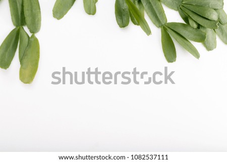 tropical leaves Zygocactus on white background, flat lay, top view. Copy space Royalty-Free Stock Photo #1082537111