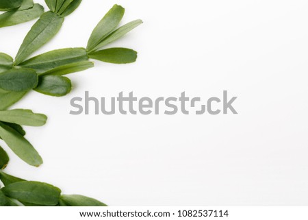 tropical leaves Zygocactus on white background, flat lay, top view. Copy space Royalty-Free Stock Photo #1082537114