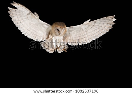 Barn Owl, in flight hunting, black background, Tyto alba