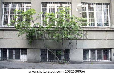 the fig tree with green leaves growing from pavement in the city of Belgrade (Republic of Serbia) Royalty-Free Stock Photo #1082538956