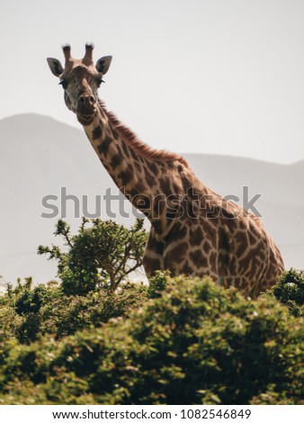 A group of Giraffes in jungle. Kenya