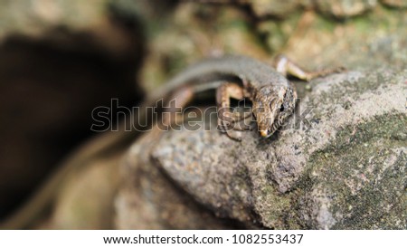 Beautiful lizard closeup, macro shot taken in Madeira, Funchal, Portugal