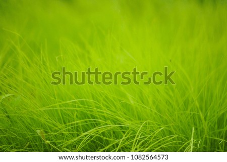 Fresh green pampas grass shoots. Cortaderia silver.