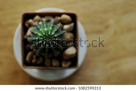 Cactus in a tray on a wooden table and a space for text input.