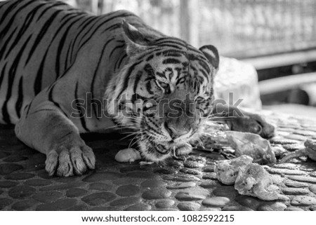 Tiger in thailand