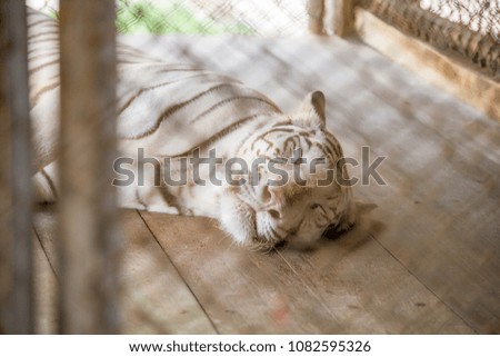 White Tiger in Thailand