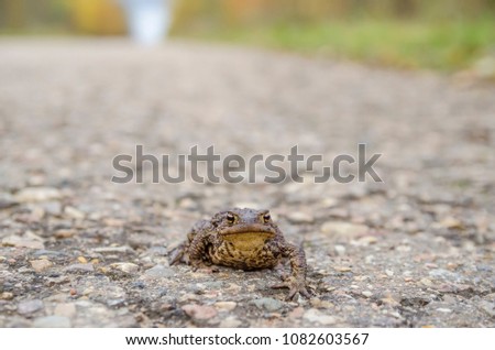 toad goes on an asphalt road, close up