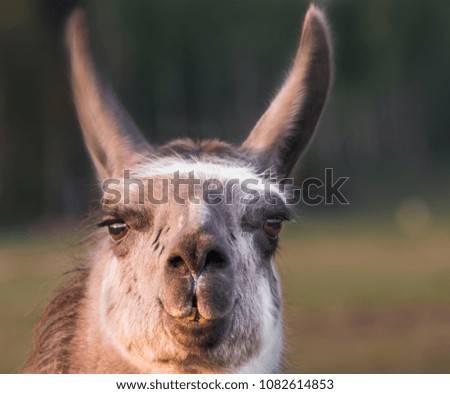 Brown hairy lama with big ears looking at sunset. It looks straight. Background of blurred pasture and forest.