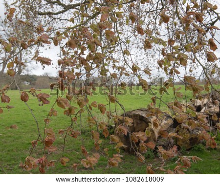 Spring Leaves and Flower of a Beech Tree (Fagus) in Woodland in Rural Devon, England, UK