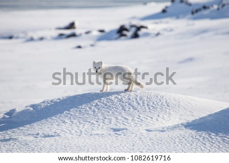 Arctic fox, Spitsbergen Royalty-Free Stock Photo #1082619716