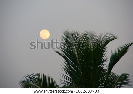 palm leaves on a background of the moon sky