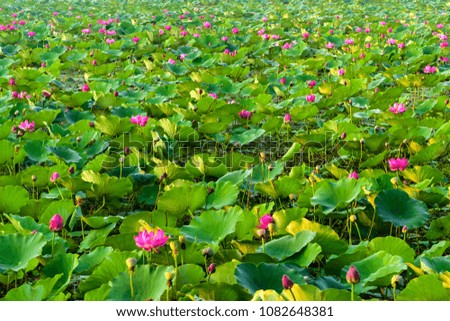 A blooming lotus