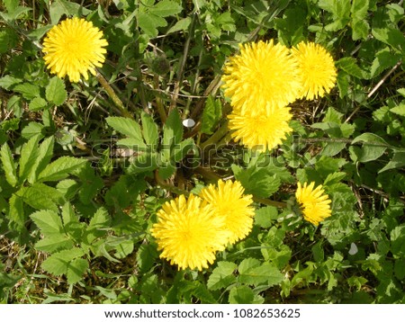 European continent, nature landscape of Latvia in the spring and summer. Top view to dandelion blooms in meadow. Wonderful blowball flowers in sunny daylight. Wild blossom in fantastic yellow.