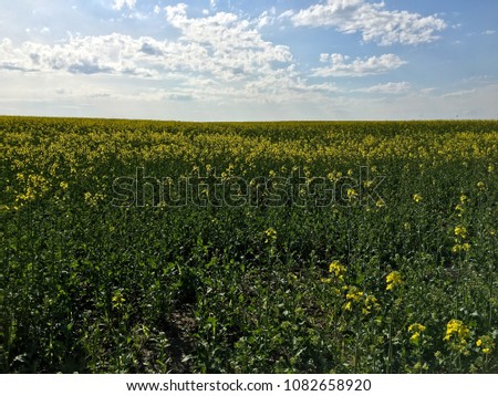 Rape fields begin to bloom. Yellow field of rape plant, used for making canola oil or adding in bio fuel, yellow background