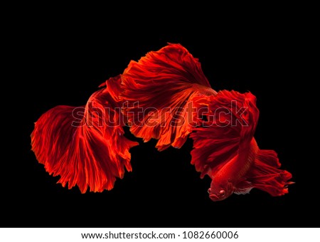 Red Siamese fighting fish(Rosetail)(half moon),fighting fish,Betta splendens isolated on black background with clipping path