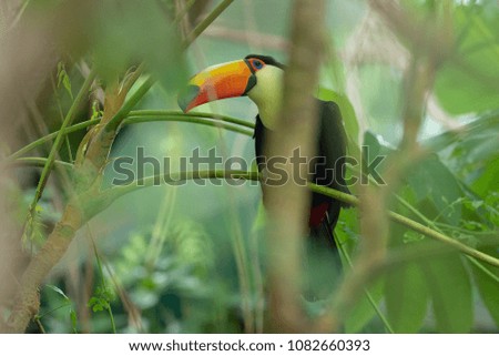 Toco Toucan in deep vegetation
