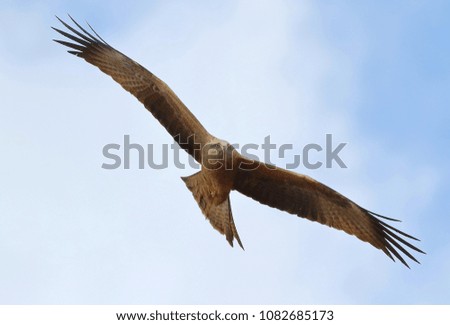 an eagle hovering in a light blue sky, with wide-spread wings