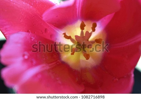 Pink Tulip Close Up
