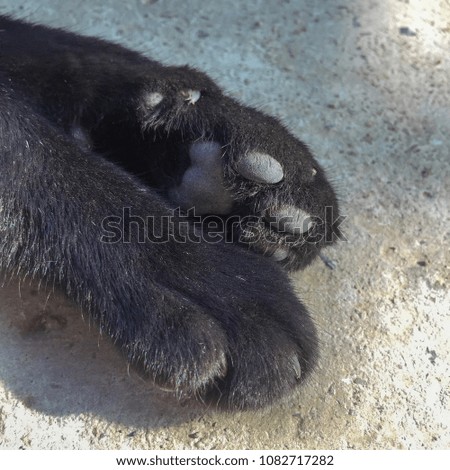 Black cat feet at sunshine.