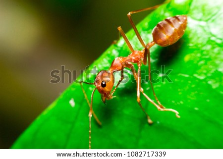 Formicidae,Winged ants,Camponotus pennsylvanicus ,Hymenoptera.Ants are hanging on green leaves.Insects in formicidae Hymenoptera, The caste is divided into the function of the ants. Serves food Royalty-Free Stock Photo #1082717339