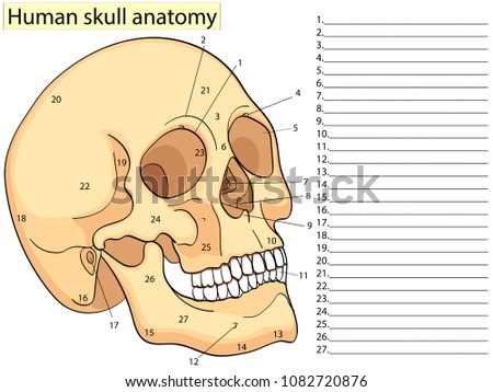 Medical Education Chart of Biology for Human Skull Diagram. Vector illustration. Front aspect table on white background for basic medical education
