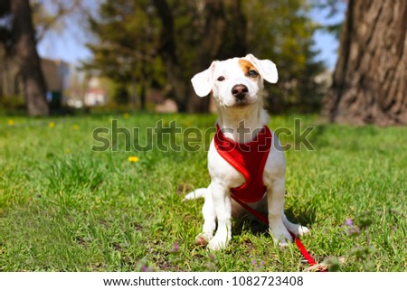 Funny puppy of jack russell terrier sitting on grass meadow at the park. Young pure breed pedigree dog in red breast band on a leash, resting on green lawn, outdoors. Background, copy space, close up.