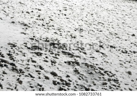 snowy ground and plants