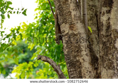 Squirrel perched on a tree