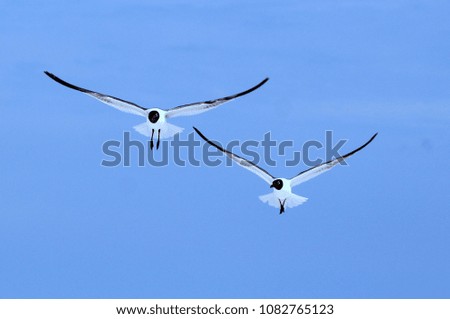 Two white seagulls soaring through a deep blue sunny sky