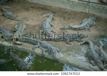 Crocodile farm zoo,Crocodile farm animals for study