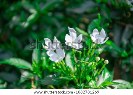 Beautiful flowers on nature green background.