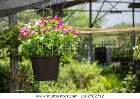 Beautiful flowers on nature green background.