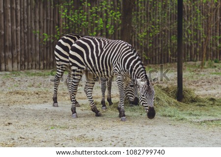 Two zebras in the zoo
