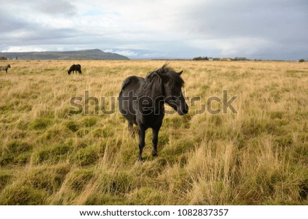 ICELAND - SEPTEMBER 22, 2017: Icelandic Horses standing somewhere on the famous Route 1