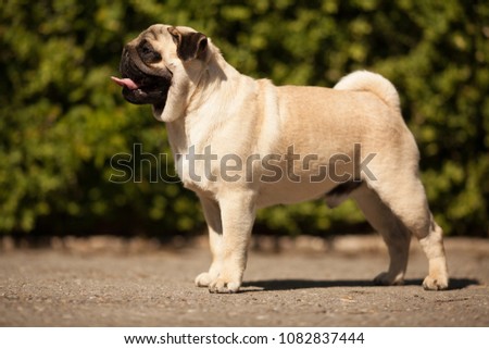 dog breed pug stands for dog show