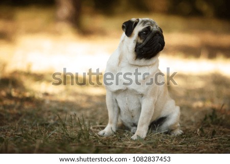 cute pug dog sitting on the grass glare of the sun in the background