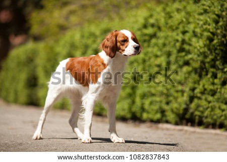epagneul breton beautiful portrait in hunting white-red Royalty-Free Stock Photo #1082837843