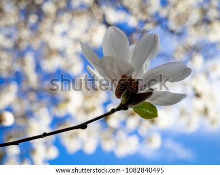 Magnolia bloomoing on empty branches. Spring. Oslo. Norway