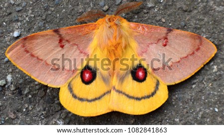 Patagonia Eyed Silkmoth Close Up - Automeris Patagoniensis - Yellow Butterfly Moth Close Up