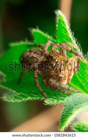 Close-up of Jumping Spider ,phidippus,Hyllus spider,macro