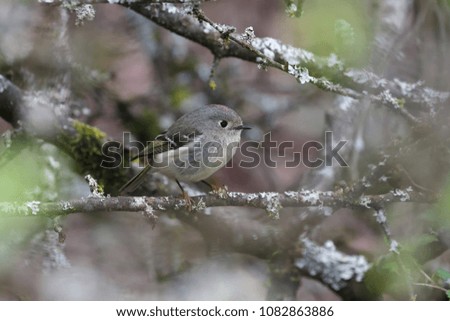 ruby crowned kinglet at Vancouver BC Canada