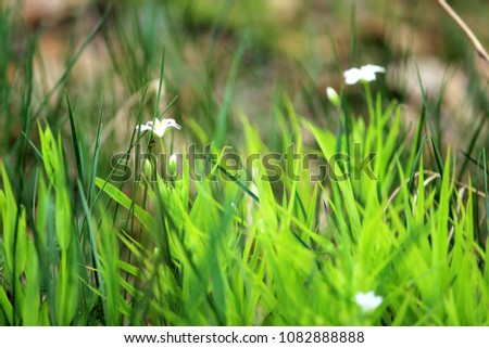 Very beautiful and fragile wild flowers in forbidden spring forest. Lush greenery, soft focus, macro. Concept for card with plants, floral. Idea for eco style, pictures for interior decor. Small daisy