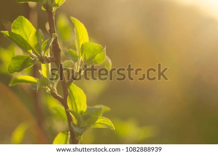 Spring is here. Bright rays of the setting sun on the background of blurred first greens with bright artifacts. Nature wakes up, dissolve the first leaves on the branches.