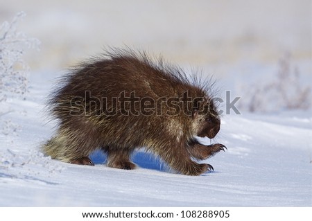Porcupine running thru winter snow, Colville Indian Reservation, Washington