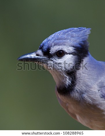 Blue Jay, highly detailed head shot, vertical format