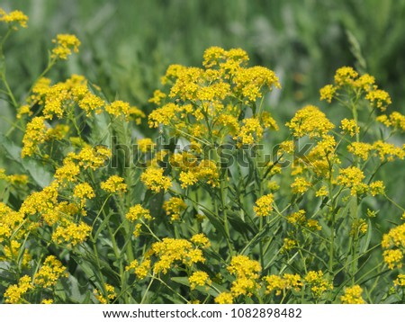 Rorippa austriaca flower known also as  Austrian yellow-cress or Austrian fieldcress