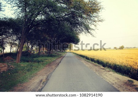 A road near the farms with trees on one side.