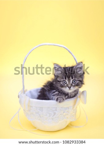 Beautiful picture of a little cute adorable fluffy kitten in a white basket on bright yellow background for birthday greeting card vertical