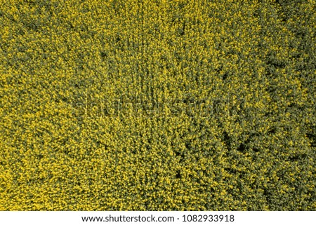 Aerial view of yellow rapeseed field. Aerial view agricultural fields.