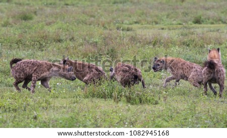 Hyena in Ngorongoro Crater Tanzania in April 2018
